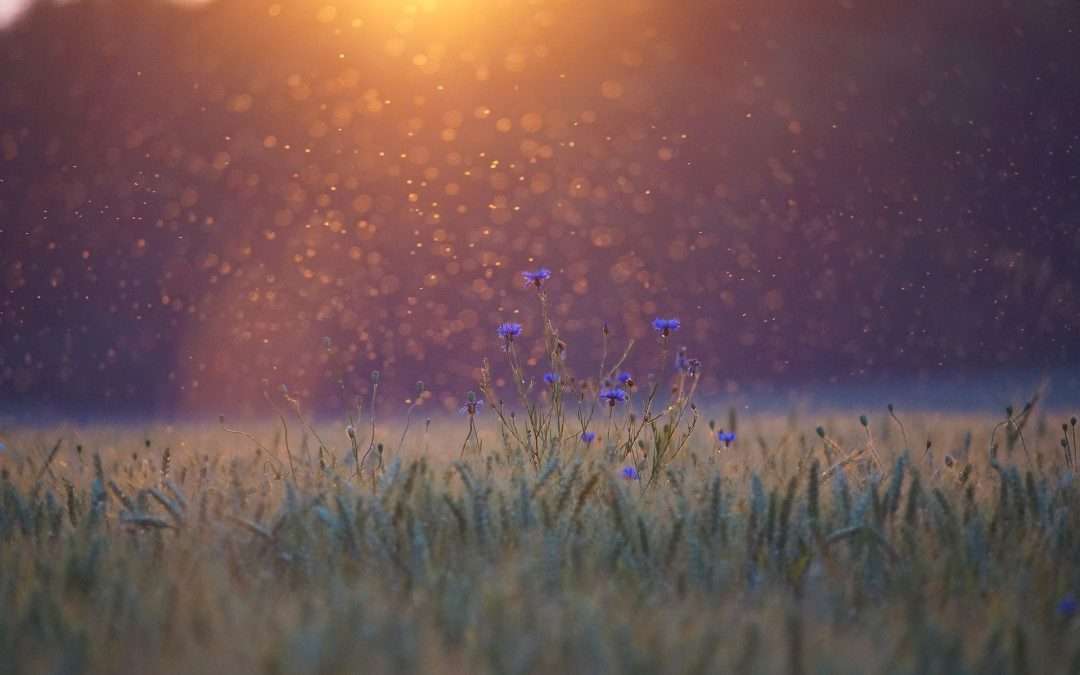 Reply to Dr. Larry Chapp